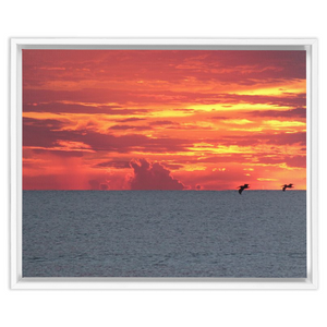 Pelicans At Sunrise Framed Canvas Wrap